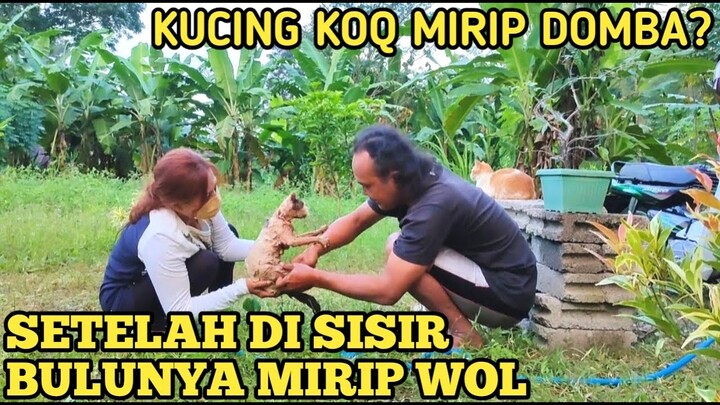 KUCING " DOMBA " MANDI DI RUMPUT ALAM TERBUKA???