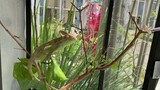 Chameleon Feeding Time | Slow Motion