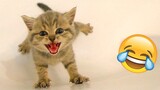 Funny Animal Videos 2022 😂 - Funniest Cats And Dogs Videos 😺😍 #27