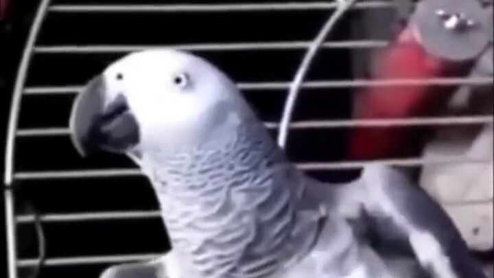 do you love me british parrot