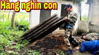 Lật Tung Khối Đá 500kg Phát Hiện Ổ Rắn Núc Nhúc Khổng Lồ | Đại 87 Săn Bắt Vùng Cao