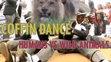 Coffin Dance Meme: HUMANS VS WILD ANIMALS Meme Compilation