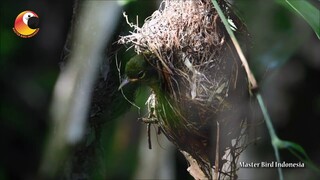 Si Burung Madu Belukar yang Luar Biasa