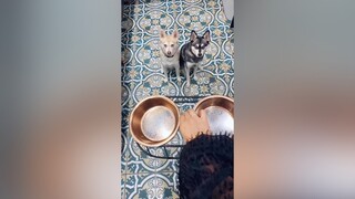 Wait for the end...! dogdietchallenge dogdiet kleekai mypets trend