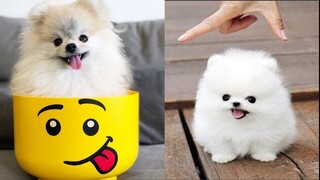 Cute Pomeranian Puppies Videos Compilation | Cute VN