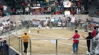 4 stag derby 3rd fight win