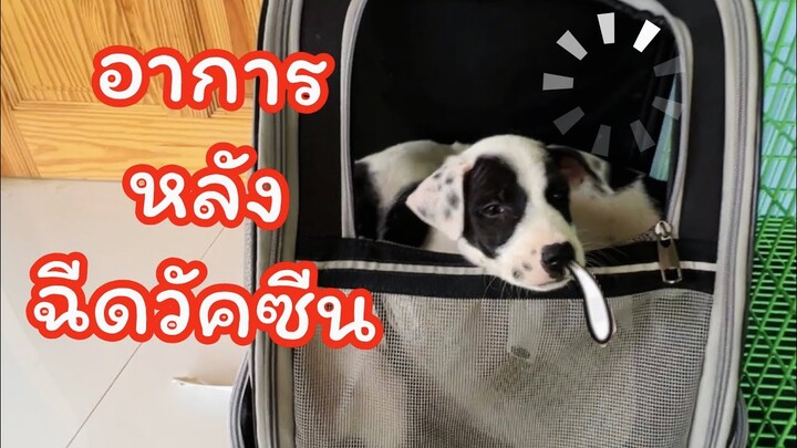 คุณหมอช่วยด้วยอาการหลังฉีดวัคซีน