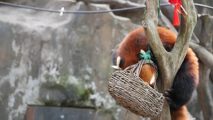 Red panda and red latern