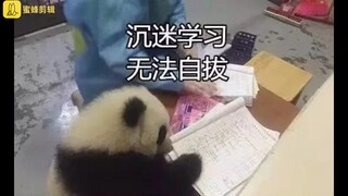 【萌萌哒】熊猫表情包，不是暗黑熊猫头，是真的大熊猫哦~