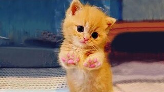 Cute Baby Cats - Lovely Super Cute Kittens In The World | Cute Cats