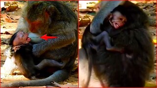 Mother Monkey Bites Baby Monkey's Face In Pain, Baby Monkey's Face Is Red Because Of Bite