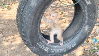 Baby Monkey Maya Very Cute Stand Up On The Tire Swing Watching Grandma Collect Sweet Mangos