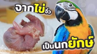 50 วัน บันทึกนกยักษ์ออกจากไข่ มาดูตั้งแต่เกิดจนโต!! Baby Macaw growing up.