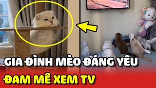 Cưng xỉu với GIA ĐÌNH MÈO đam mê xem TV đến KHÔNG THỂ RỜI MẮT 😂 | Yêu Lu