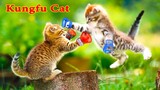 Thú Cưng TV | Mèo Kungfu #4 | mèo thông minh vui nhộn | Pets funny cute smart dog