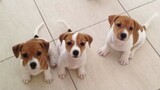 ðŸ�¶Cute Puppies Doing Funny Things 2022ðŸ�¶ #10 Cutest Dogs