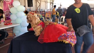 San Pedro City of Laguna DOG LOVERS PH / XMAS PAWTY Dec 14, 2019