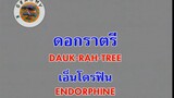 ดอกราตรี (Dauk Rah Tree) - เอ็นโดรฟิน (Endorphine)