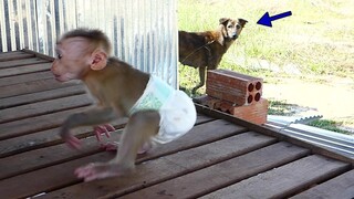 OMG! Little boy Baby Monkey Maki Shout cry run so fast go to hug mom Because see big dog Come close