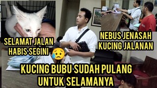 Anak Kucing Kecil Nangis-Nangis Kakinya Hilang Par 3 Sudah Pulang Untuk Selamanya..!