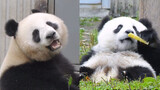 熊猫能听懂四川话？熊猫吃饭被游客“批评”太浪费，大脸瞬间呆滞