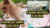 Kucing Ini Di Buang Oleh Pemiliknya Gak Bisa Makan Akhirnya Kurus Tinggal Tulang Jalan Mau Rubuh..!