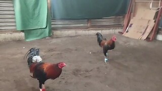 Black vs Gull Possum