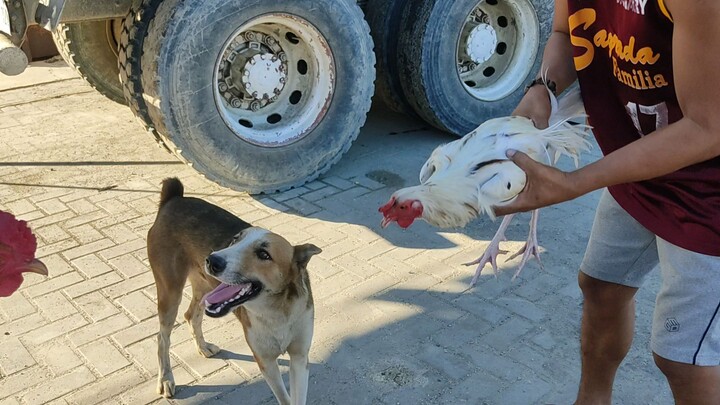 white kelso 8 months vs jb kelso bullstag