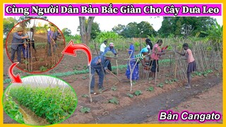 Nông Nghiệp VIỆT NAM ở Châu Phi || Cùng Người Dân Bản Cangato Bắc Giàn Cho Cây Dưa Leo