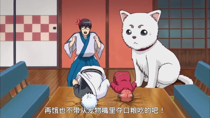 [Gintama] Ada kelaparan di Rumah Segala Sesuatu, dibintangi oleh Dingchun Ginsang memberi tahu semua