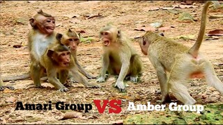 O.M.G.!!.Monkey​ Group​ Amari​ VS Monkey Group Amber Seizure Scaring To Fight,Monkeys Show The Power