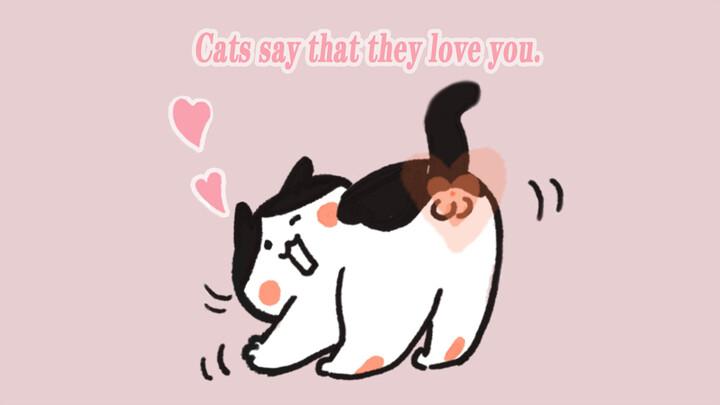 [Animal] 11 Acts of Your Cats to Show Their Love
