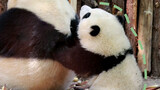 Panda He Hua: Chen Yuanrun, it's time to feed me milk.