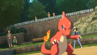 Xiaozhi captured the abandoned Charmander! After evolving into Charmeleon, he fought against his for