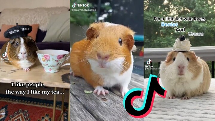 Guinea Pig Side of TikTok #6