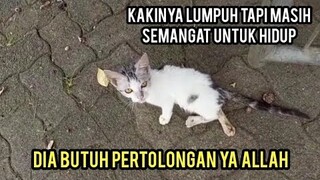 Allahu akbar Anak Kucing Ini Sedih Banget Kakinya Sakit Jalan Sampai Di Seret-Seret Di Jalanan.!