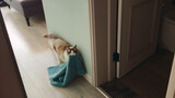 Mèo Ragdoll Lấy Thảm Cho Mèo Con, Lại Một Buổi Chiều Lăn Ra Đất Ngủ