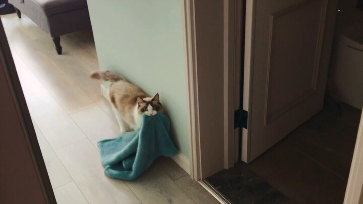 布偶母猫给小奶猫叼毯子/又是睡了一地猫的午后