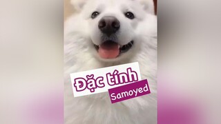 Trả lời  Đặc tính Samoyed nha! Bé này thì tốt bụng và ồn ào nè! thucung pet thucungdethuong chó_cưng chó kcbweb