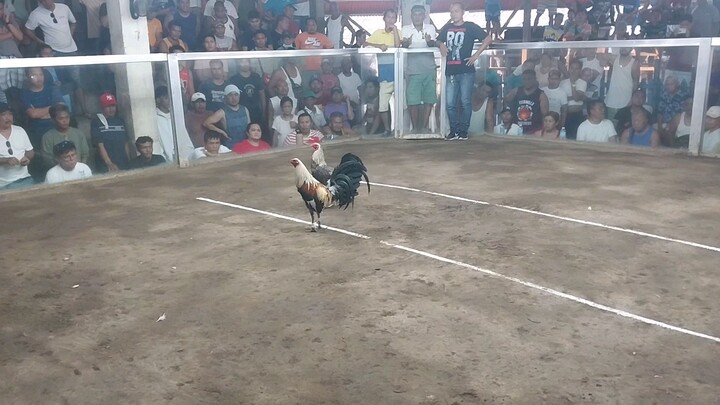 4 cock Derby first fight WIN