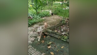 3 e xinh ko ạ? yeucho yeuchomeo cún cúncon chó chómèo chócon chó_cưng chókhôn yeuchomeo cưng chócute pet dog dogsoftiktok doggo