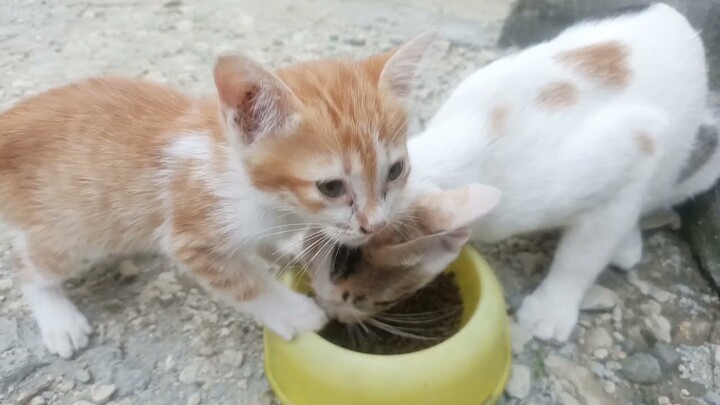 Oyen Rebutan Makanan Dengan Ibunya-Oyen Sampai Menangis