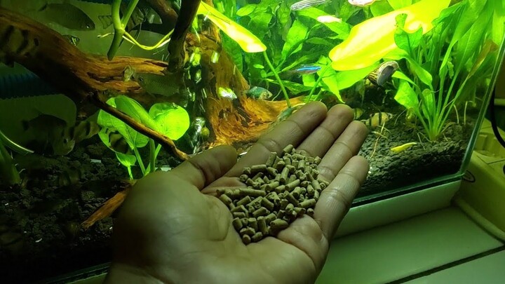 Feeding Frenzy, fish Aquascape No Co2 (kasi makan ikan kecil aquascape)