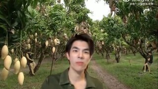 芒果庄园主和他的两个在芒果树上炫钢管舞的员工