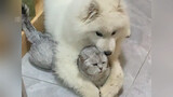 Even a puppy can’t refuse a cat