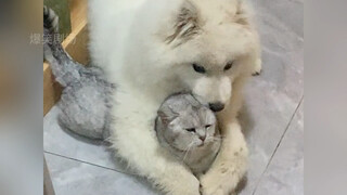 Bahkan anak anjing pun tidak bisa menolak kucing