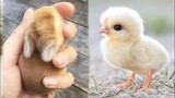 Cute baby animals Videos Compilation cute moment of the animals - Cutest Animals #10