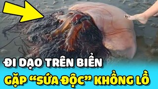 💥Bắt gặp SỨA ĐỘC KHỔNG LỒ khi đang đi DẠO BIỂN gây hoang mang người dân | TIN GIẢI TRÍ