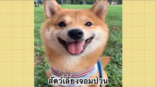 เพื่อนตัวน้อยแสนซน : สัตว์เลี้ยงจอมป่วน