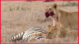 Zebra's Energy To Free Itself From Lions Is Incredible.